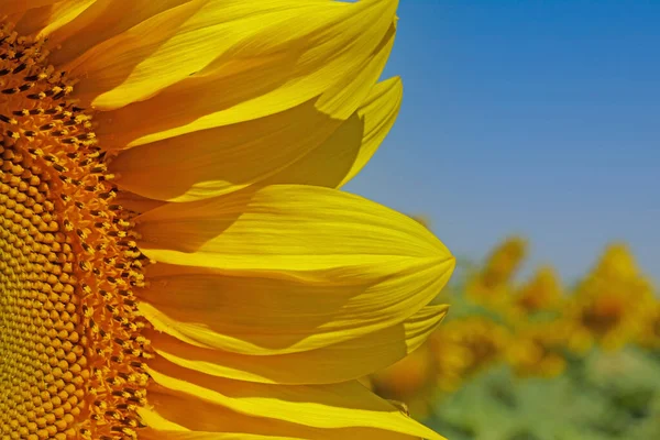 Nahaufnahme Von Sonnenblumenkopf Auf Feld — Stockfoto