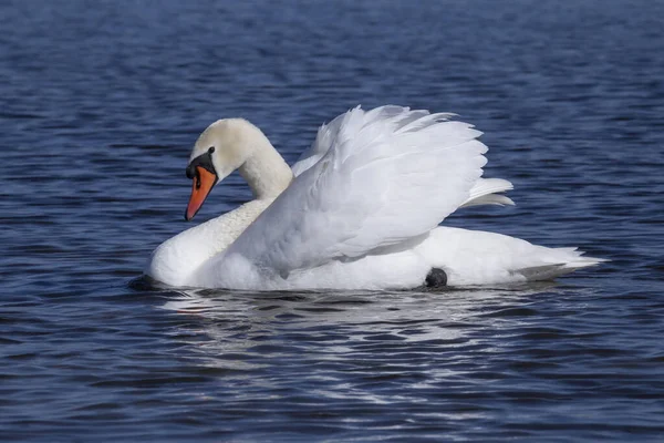 White Swan Swimming Blue Water River — Foto Stock