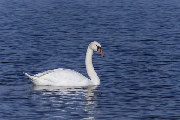Белый Лебедь Плавает Голубой Воде Реки — стоковое фото