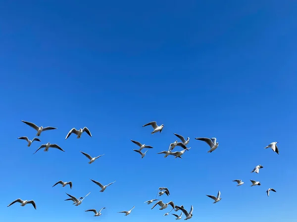 Flock Common Gulls Flying Clear Blue Sky — Stock Photo, Image