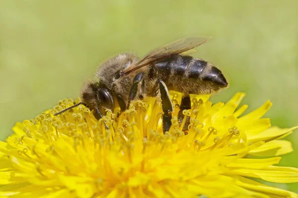 Close Bee Gathering Pollen Yellow Dandelion Flower — Stock Photo, Image
