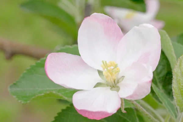 Close Apple Tree Blossom Spring — 스톡 사진