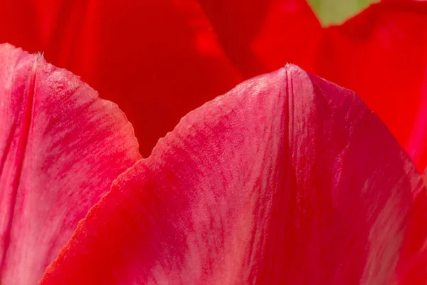 Kırmızı Lale Yapraklarını Kapatın — Stok fotoğraf