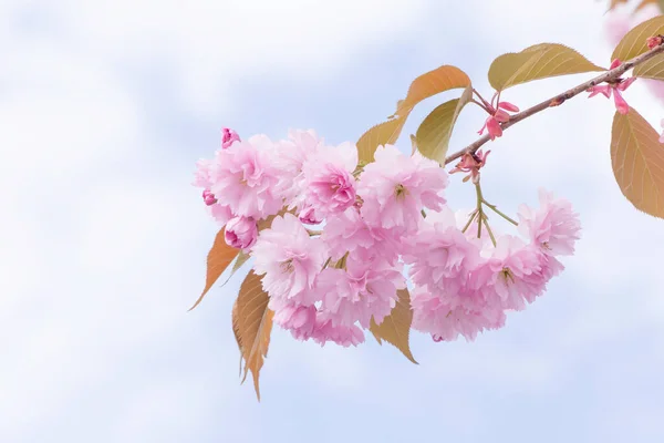 Pembe Japon Kiraz Ağacına Yakın Bulutlu Gökyüzüne Karşı Çiçek Açıyor — Stok fotoğraf