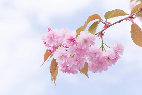 Close Van Roze Japanse Kersenboom Bloesem Tegen Bewolkte Hemel — Stockfoto