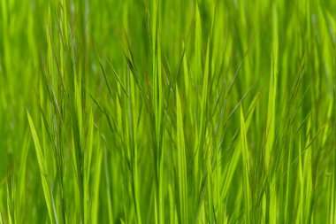 Doğal arkaplan: yeşil çimlerin kapatılması