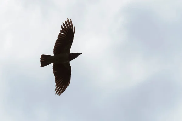 Close Crow Flying Cloudy Sky — Zdjęcie stockowe