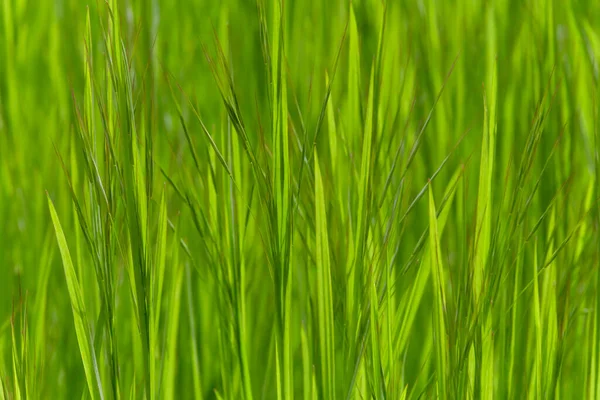 Natuurlijke Achtergrond Close Van Groen Gras — Stockfoto