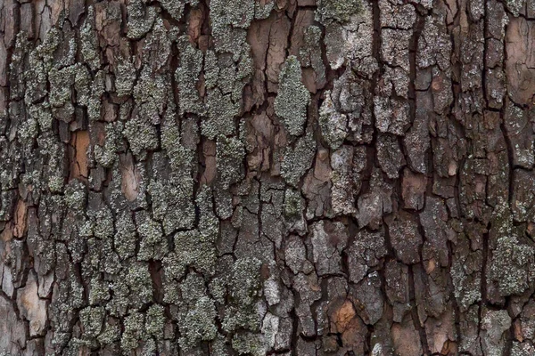 Close Bark Trunk Tree — Fotografia de Stock