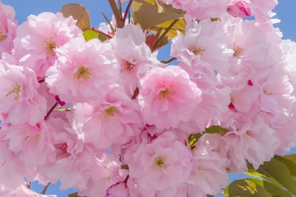 桜の枝を閉じて青い空にピンクの花を咲かせ — ストック写真