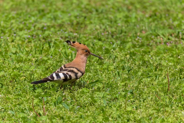 Primer Plano Abubilla Eurasiática Pie Hierba Verde — Foto de Stock