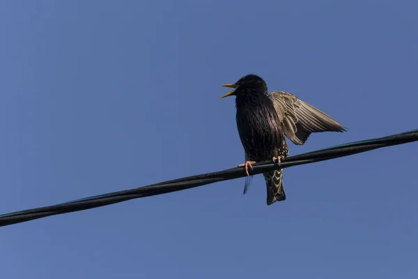 Mavi Gökyüzüne Karşı Kabloyla Şarkı Söyleyen Starling Yaklaş — Stok fotoğraf