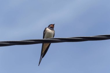 Mavi gökyüzüne karşı bir telin üzerinde oturan ahır kırlangıcını kapat.