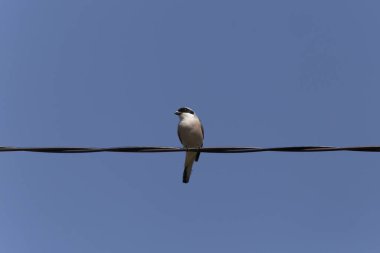 Daha az gri örümcekkuşu mavi gökyüzüne karşı siyah kabloda oturuyor