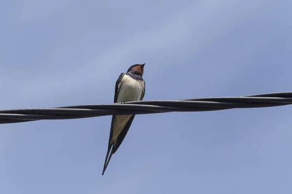Close Barn Swallow Sitting Wire Blue Sky — Zdjęcie stockowe
