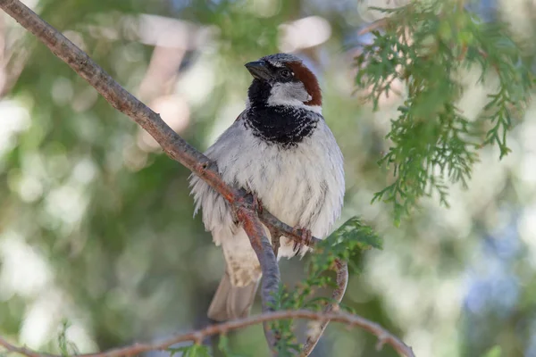 Close Sparrow Sitting Branch Thuja Tree — Stock Photo, Image