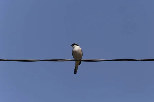 Lesser Grey Shrike Sitting Black Wire Blue Sky — Stock Photo, Image