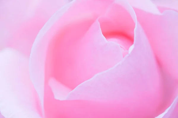 Zblízka Růžové Růže Květiny — Stock fotografie