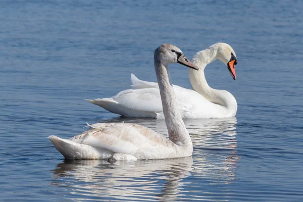 Close Young Adult White Swans Swimming River — Stock Photo, Image