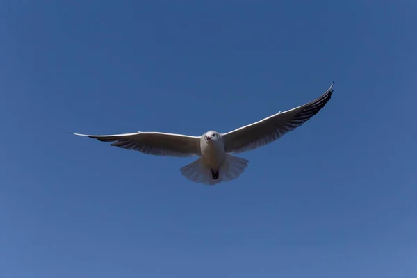 Close Gull Flying Clear Blue Sky — Stock Photo, Image