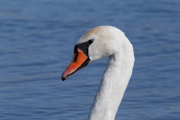 Close Head White Swan Swimming River — стоковое фото