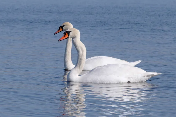 两只白天鹅在河里游泳的特写镜头 — 图库照片