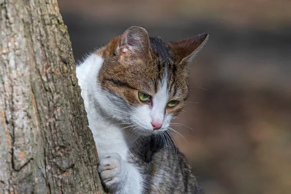 Close Cat Hanging Trunk Tree — Foto de Stock