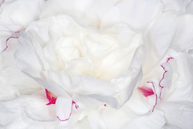 Beyaz şakayık çiçeğini kapat.