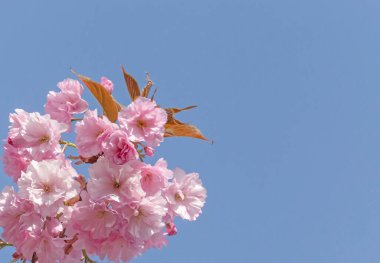 Pembe Japon kiraz ağacının dalları mavi gökyüzünde çiçek açıyor.