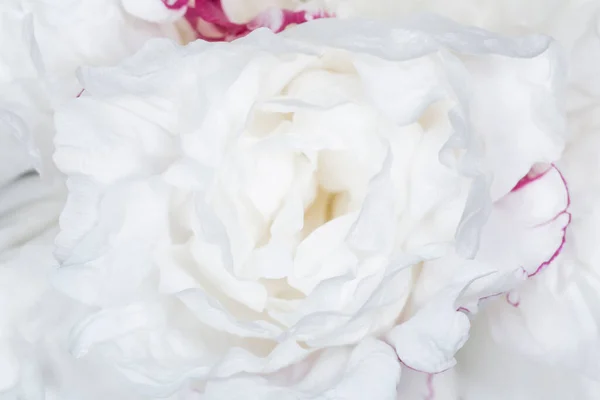 Κοντινό Πλάνο Του Λευκού Παιώνιου Λουλουδιού — Φωτογραφία Αρχείου