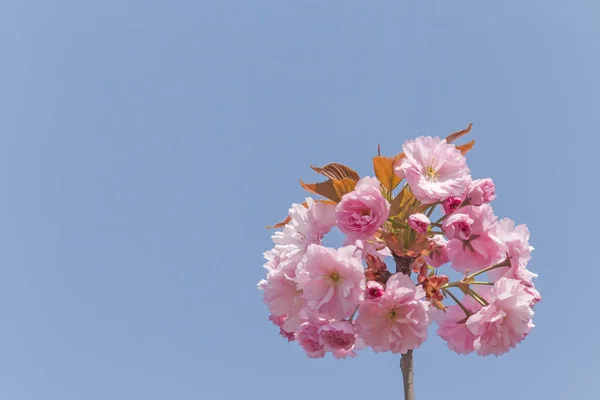 Gren Pink Japansk Kirsebær Træ Blomstrende Mod Blå Himmel - Stock-foto