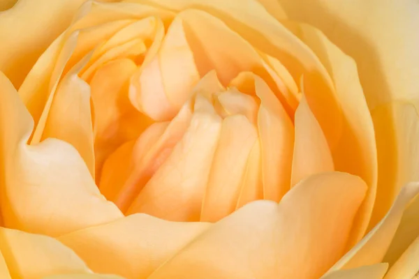 Close Yellow Rose Blossoming — Stockfoto