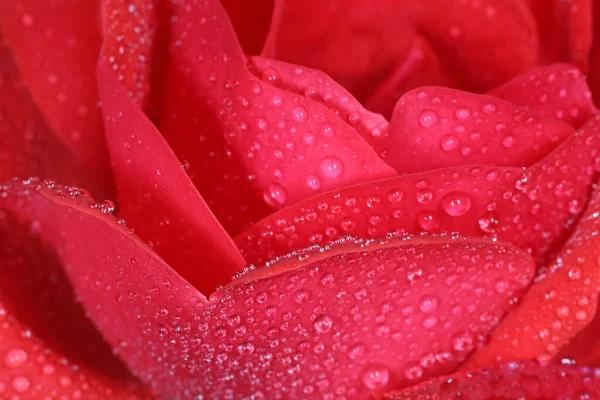 Nahaufnahme Von Roten Rosenblüten Die Mit Tautropfen Bedeckt Sind — Stockfoto