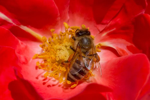 Közel Méhek Gyűjtése Virágpor Belsejében Rózsa Virág — Stock Fotó