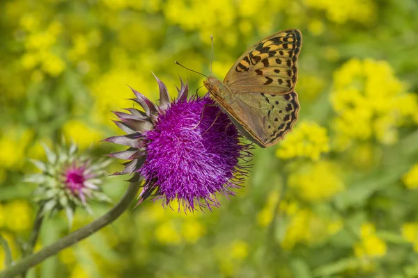 Close Brown Butterfly Sitting Thistle Meadow — Stok fotoğraf
