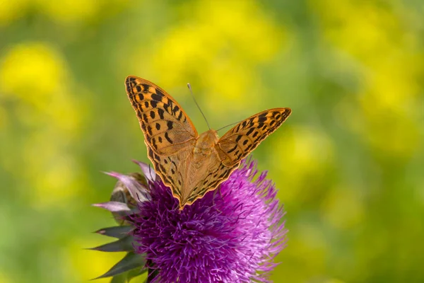 Silver Washed Fritillary Butterfly Sitting Thistle Blossom Meadow — Stockfoto