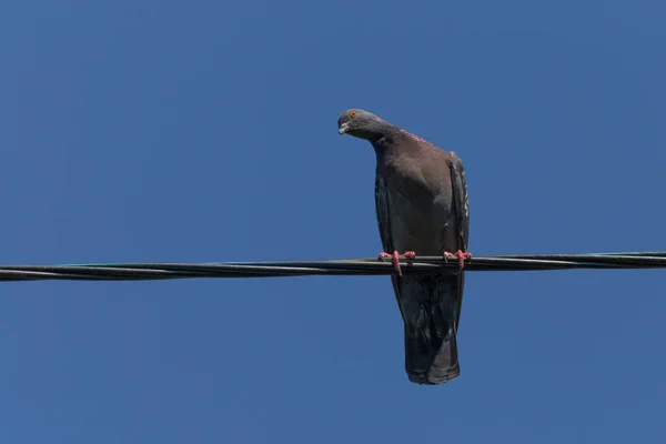 Pigeon Sitting Wire Watching Inclined Head Blue Sky — Stock Fotó