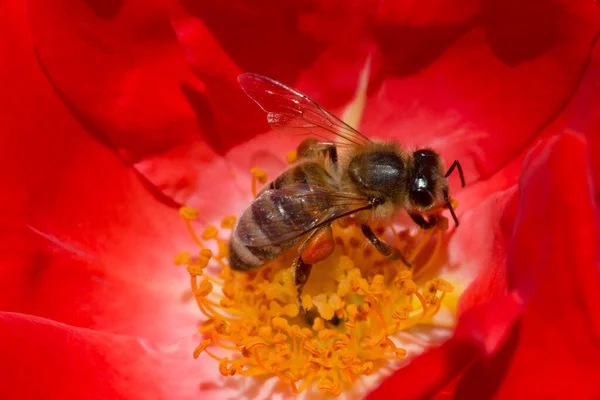 Close Bee Collecting Nectar Red Rose Flower — Fotografia de Stock
