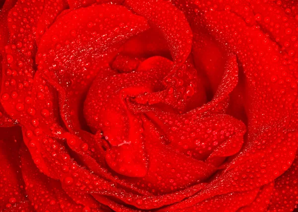 Close Beautiful Red Rose Covered Rain Drops — Stok fotoğraf