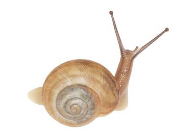 Beyaz arkaplanda izole edilmiş salyangoz kapat