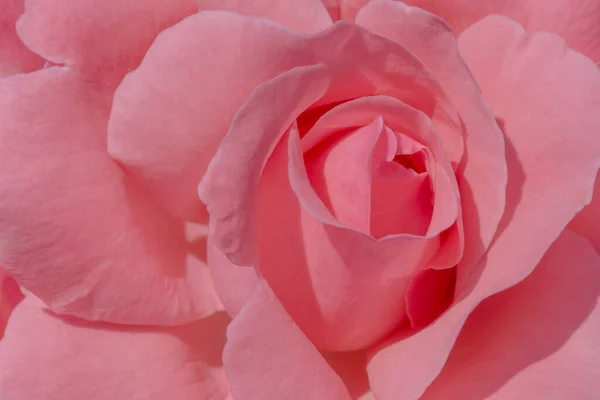 Primo Piano Rosa Rosa Fiore — Foto Stock