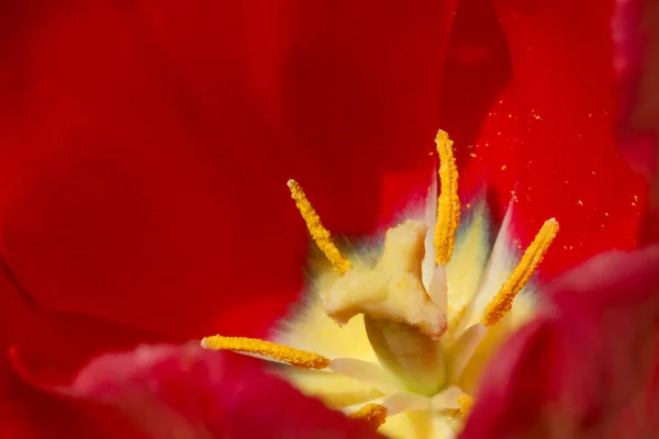 Close Pistil Stamens Red Tulip — Stok fotoğraf