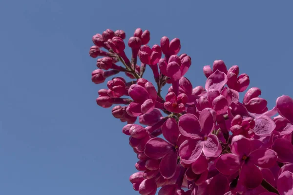 Close Purple Lilac Blossoming Blue Sky — Zdjęcie stockowe