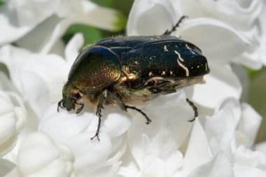 Beyaz leylak çiçeğinin üzerinde oturan yeşil gül sapını kapat.
