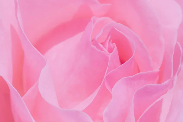 Nahaufnahme Von Rosa Rose Blume — Stockfoto