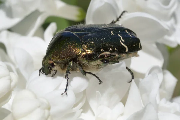 Close Green Rose Chafer Sitting White Lilac Blossoming — Stock Photo, Image