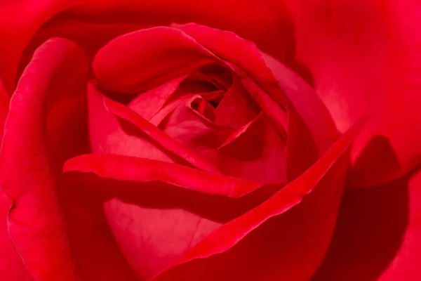 Nahaufnahme Der Roten Rose Blume — Stockfoto
