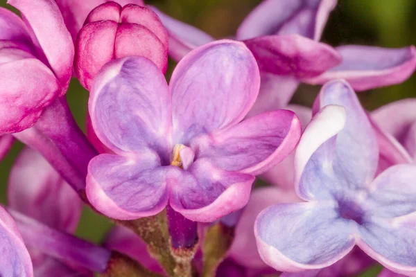 Primer Plano Del Florecimiento Lila Primavera — Foto de Stock