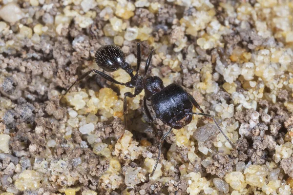 Primo Piano Formica Bianca Piedi Sulla Sabbia — Foto Stock