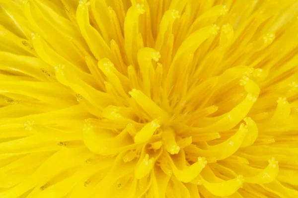 Close Yellow Dandelion Flower Petals — ストック写真